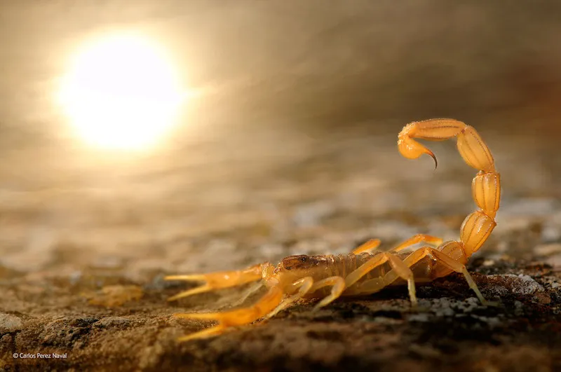 NoteVerticali.it_Stinger-in-the-sun_Wildlife Photographer of the Year_2015_1